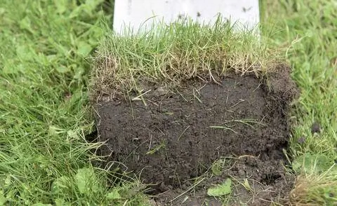 Солома на газоне из-за ингибированной жизни почвы