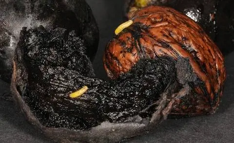 Личинки плодовой мухи грецкого ореха