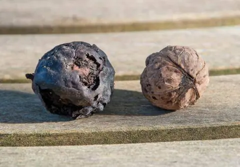 Орех, зараженный плодовой мухой грецкого ореха