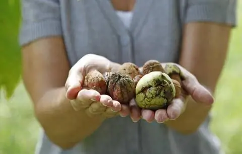 Урожай грецкого ореха Juglans