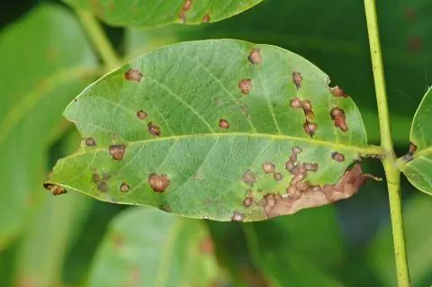 Пятнистость листьев Марссония (Marssonina juglandis)