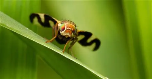 Плодовая муха грецкого ореха