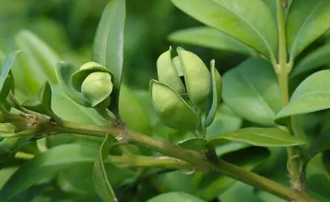 Самшит ложколистный