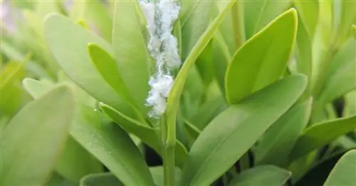 Самшитовая листовая блошка