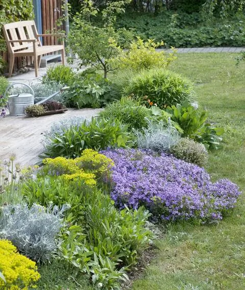 Обивочные многолетники в саду