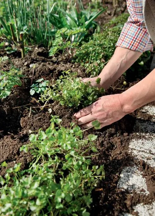 Подушкообразные многолетники