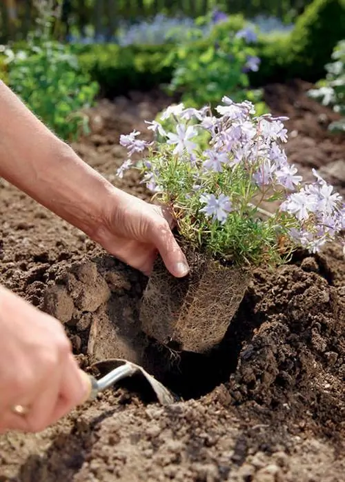 Подушкообразные многолетники