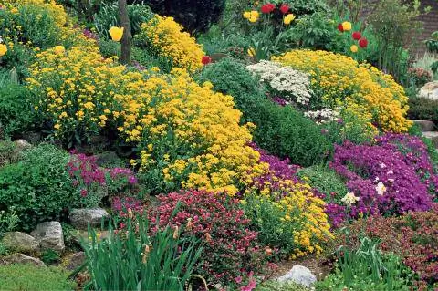 Подушкообразные многолетники на солнечном склоне