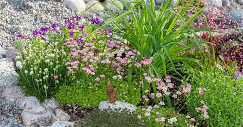 Подушковидные многолетники