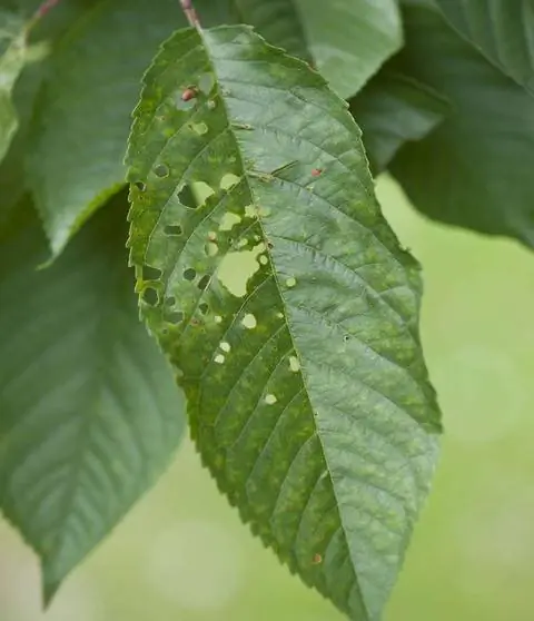 Скрапшотная болезнь на листе вишни