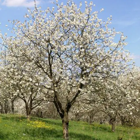 Цветущее вишневое дерево