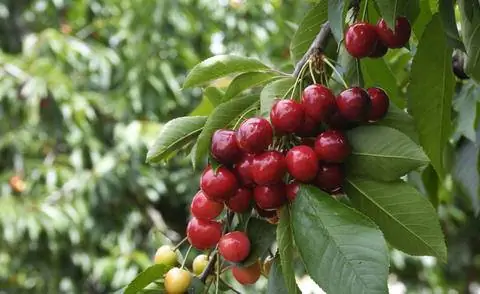 Красная вишня