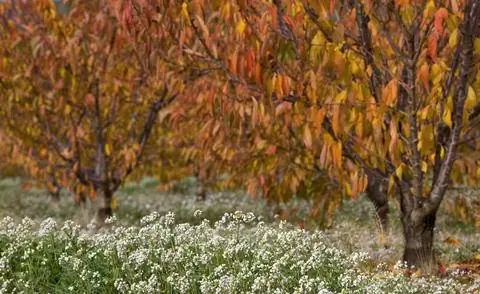 Вишневые деревья с осенними красками