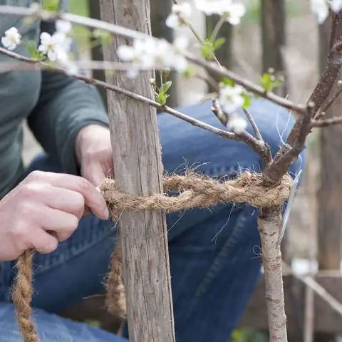Закрепите вишневое дерево колом