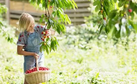 Ребенок собирает вишни