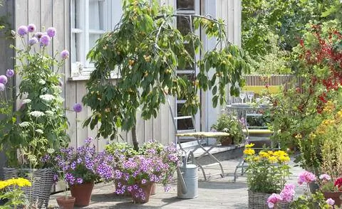 Вишневое дерево в горшке на террасе