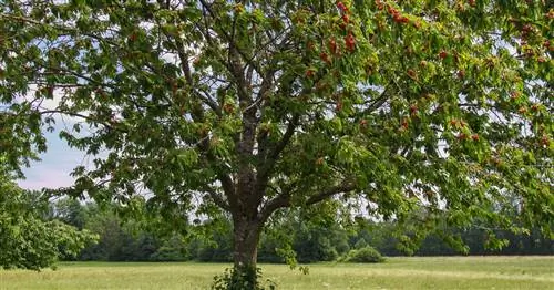 Вишневое дерево