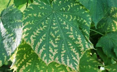 Дефицит калия у липы