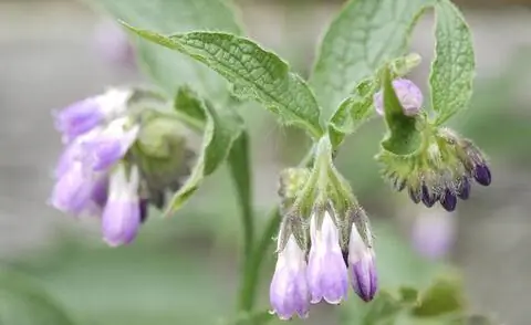 Окопник цветущий