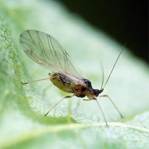 Зеленая персиковая тля