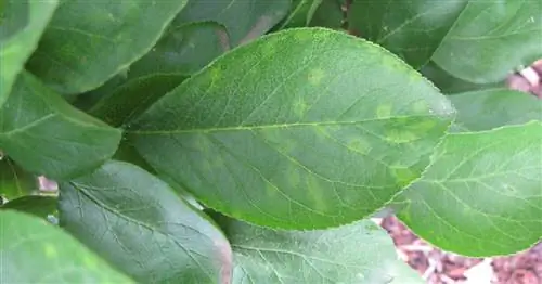 Шарка, болезнь Шарка