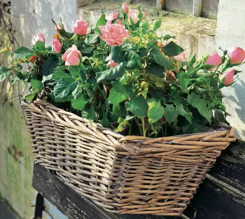 Мини-розы в плетеной корзине
