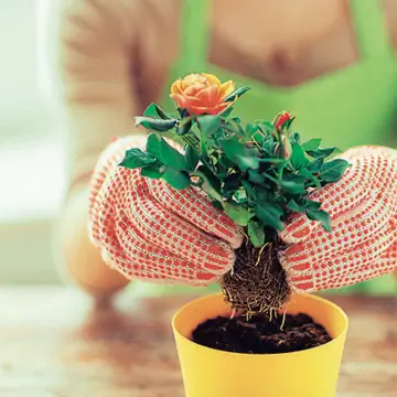 Вытяните мини-розочки