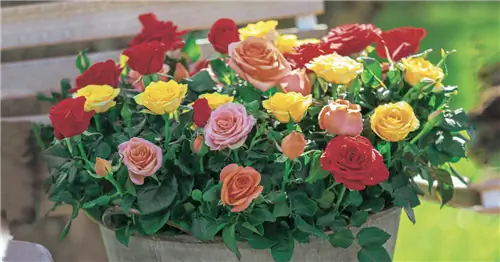 Миниатюрные розы