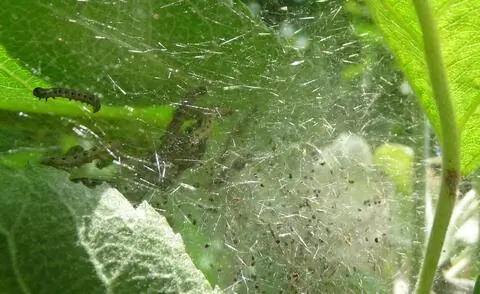 Гусеницы яблоневой паутинной моли