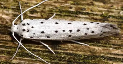 Яблоневый паутинный мотылек