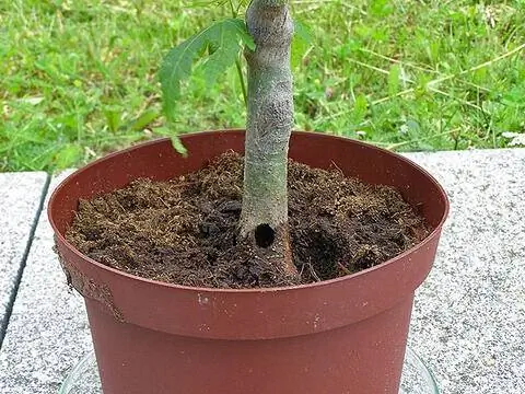 Дерево атаковано цитрусовым жуком-усачом