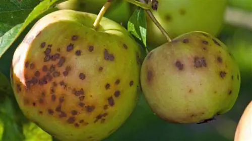 яблочная парша