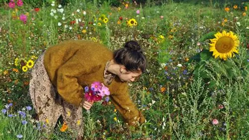 Сбор цветов на лугу диких цветов