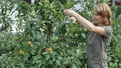 Летняя обрезка яблони