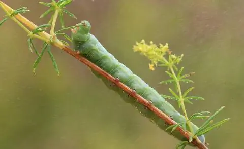 Гусеница голубиного хвоста
