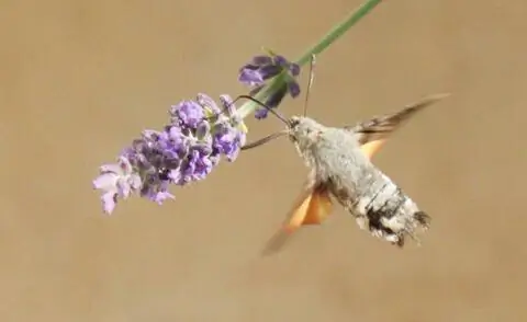 Ласточкин хвост на цветке лаванды