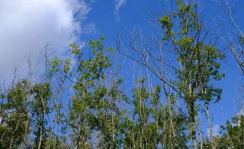 Деревья, пострадавшие от отмирания ясеня