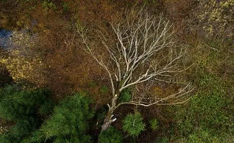 Отмирание ясеня: мертвое дерево