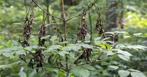 Отмирание ясеня