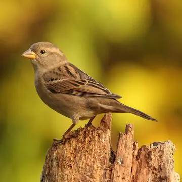 Самка домового воробья