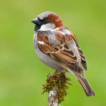 Самец домового воробья