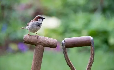 Домашний воробей сидит на садовом инструменте