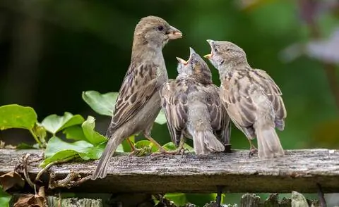 Мать-воробей кормит своих детенышей