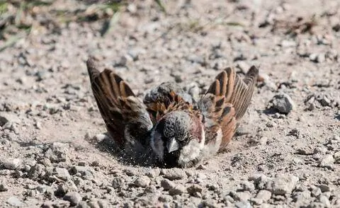 Воробей купается в песке