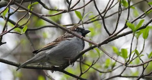 Домовый воробей, воробей