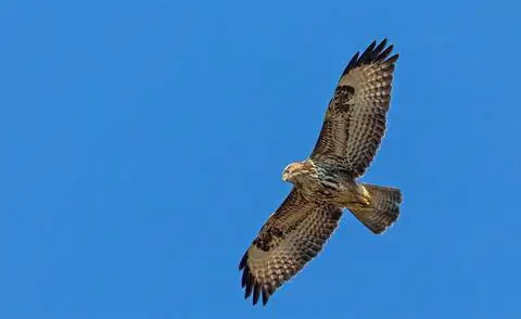 канюк в небе