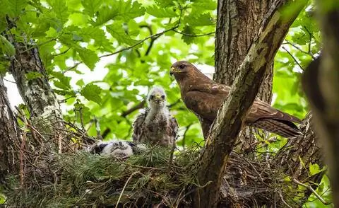 канюк с птенцами в гнезде