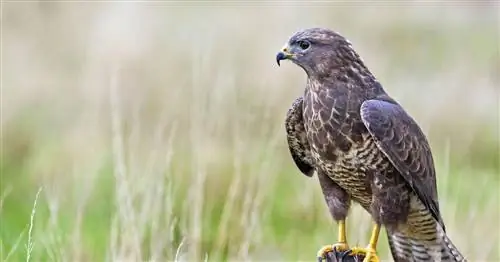 Обыкновенный канюк