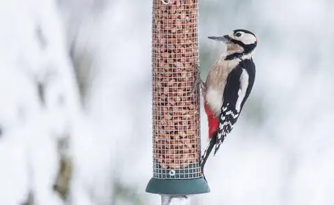 Большой пестрый дятел у кормушки
