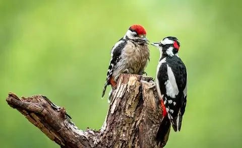 Большой пестрый дятел кормит детеныша